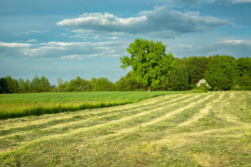 Grass Cutting